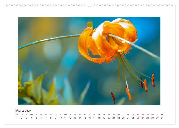 Produktbild: Oranger Bl&uuml;tentraum (hochwertiger Premium Wandkalender 2027 DIN A2 quer), Kunstdruck in Hochglanz