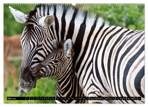 Produktbild: Afrikas Tierwelt: Zebras (hochwertiger Premium Wandkalender 2026 DIN A2 quer), Kunstdruck in Hochglanz