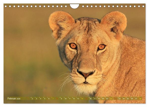 Produktbild: L&ouml;wen und Leoparden - Begegnungen in Afrika (Wandkalender 2026 DIN A4 quer), CALVENDO Monatskalender