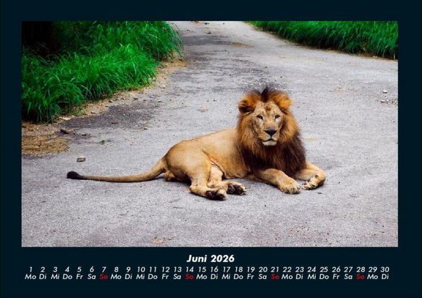 Produktbild: L&ouml;wen in der Wildnis 2026 Fotokalender DIN A4