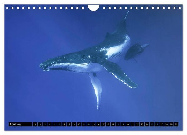 Produktbild: A Whale of a Year (Wall Calendar 2026 DIN A4 landscape), CALVENDO 12 Month Wall Calendar