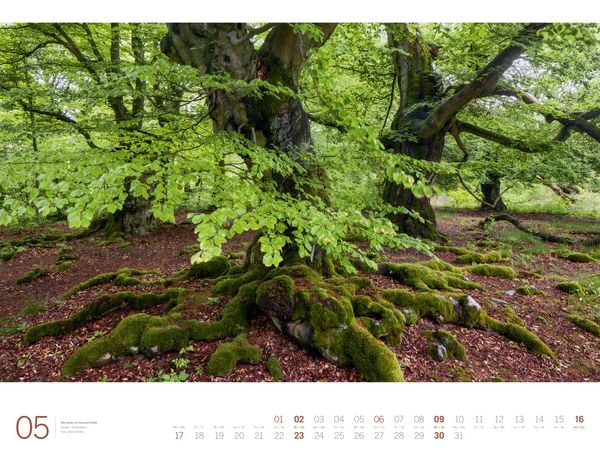 Produktbild: Wald Gallery Kalender 2027