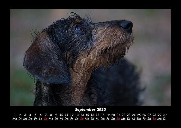 Produktbild: Haustierkalender 2025 Fotokalender DIN A3