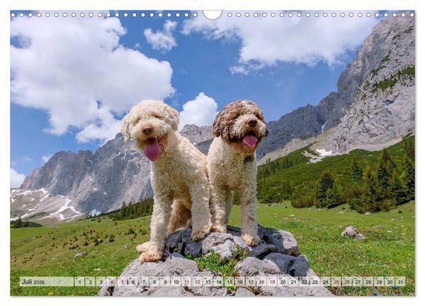 Produktbild: Lagotto Romagnolo in den Alpen 2026 (Wandkalender 2026 DIN A3 quer), CALVENDO Monatskalender