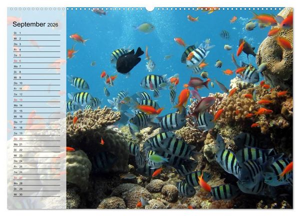Produktbild: Paradiese im ewigen Blau. Die bunte Unterwasserwelt (Wandkalender 2026 DIN A2 quer), CALVENDO Monatskalender