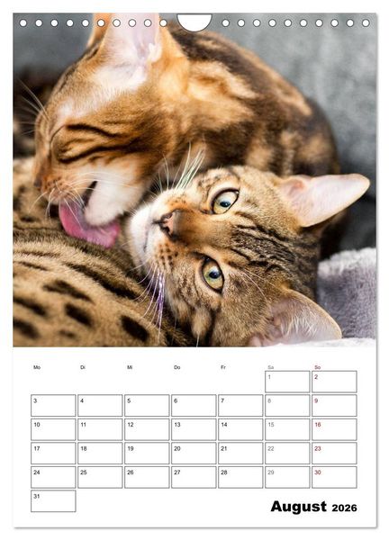 Produktbild: Bengalen - verschmust und abenteuerlustig (Wandkalender 2026 DIN A4 hoch), CALVENDO Monatskalender