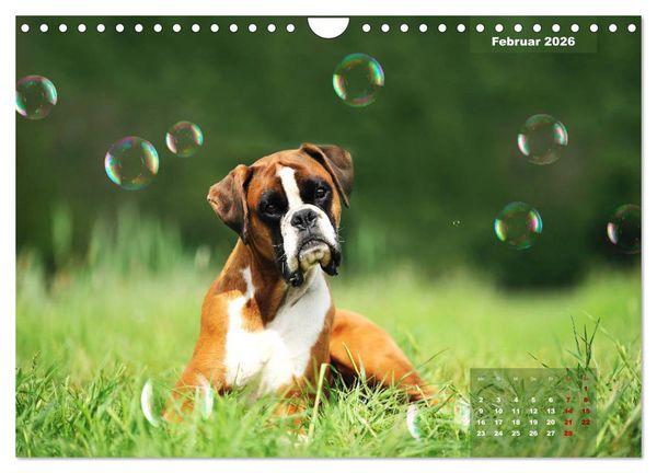 Produktbild: Typisch Boxer (Wandkalender 2026 DIN A4 quer), CALVENDO Monatskalender