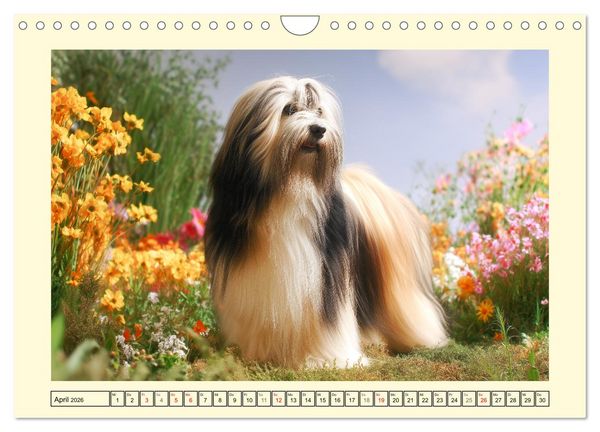 Produktbild: Lhasa Apso Charme. Die kleinen H&uuml;ter des Gl&uuml;cks (Wandkalender 2026 DIN A4 quer), CALVENDO Monatskalender