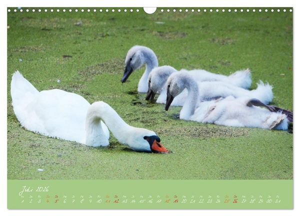Produktbild: Schwanenfamilie, vom Ei bis zum Fliegen. (Wandkalender 2026 DIN A3 quer), CALVENDO Monatskalender