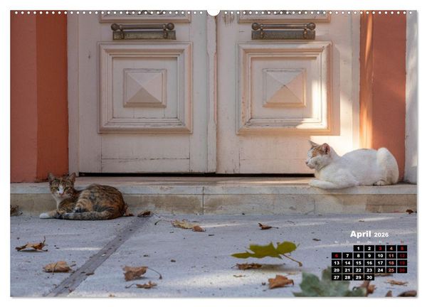 Produktbild: Katzen von Rhodos - Kleine G&ouml;tter auf vier Pfoten (hochwertiger Premium Wandkalender 2026 DIN A2 quer), Kunstdruck in Hochglanz