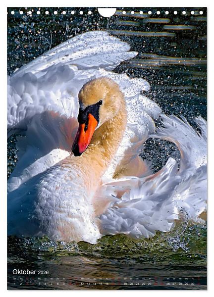 Produktbild: Der Schwan (Wandkalender 2026 DIN A4 hoch), CALVENDO Monatskalender