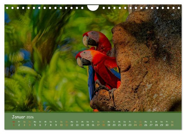 Produktbild: Hellrote Aras (Wandkalender 2026 DIN A4 quer), CALVENDO Monatskalender