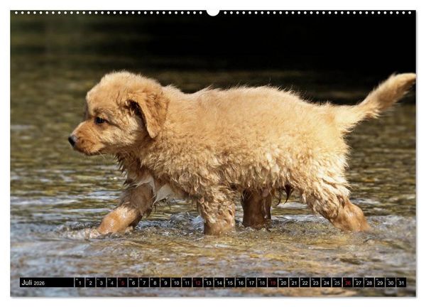Produktbild: Nova Scotia Duck Tolling Retriever (Wandkalender 2026 DIN A2 quer), CALVENDO Monatskalender