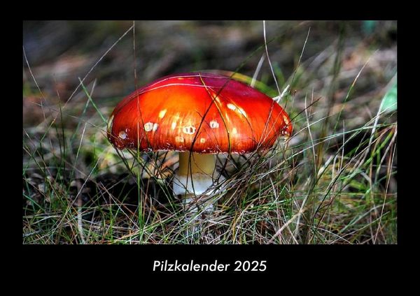 Pilzkalender 2025 Fotokalender DIN A3