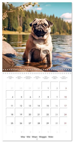 Produktbild: PUGS Cute and cuddly doggies (Wall Calendar 2026 12 &times; 12 Inch) CALVENDO 12 Month Wall Calendar