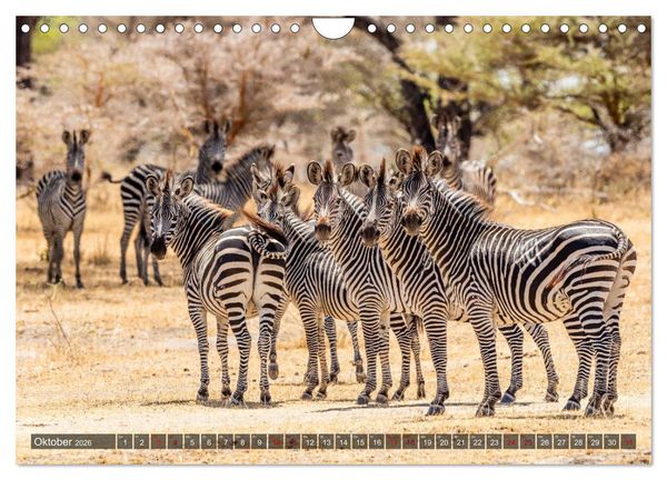 Produktbild: Safari in Tansania (Wandkalender 2026 DIN A4 quer), CALVENDO Monatskalender