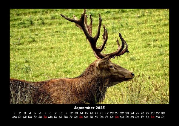 Produktbild: Tiere in der Wildnis 2025 Fotokalender DIN A3
