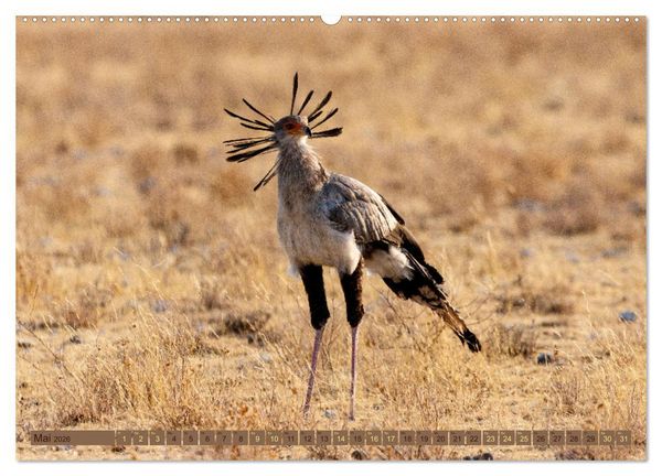 Produktbild: Wildlife Namibia - Etosha und Kalahari (hochwertiger Premium Wandkalender 2026 DIN A2 quer), Kunstdruck in Hochglanz