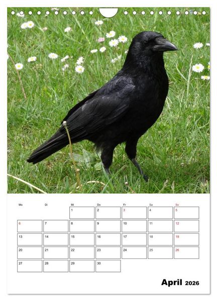 Produktbild: Rabenv&ouml;gel Terminplaner (Wandkalender 2026 DIN A4 hoch), CALVENDO Monatskalender