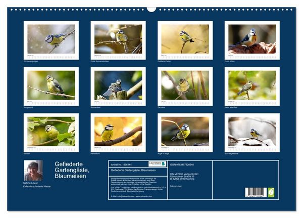Produktbild: Gefiederte Garteng&auml;ste, Blaumeisen (Wandkalender 2026 DIN A2 quer), CALVENDO Monatskalender