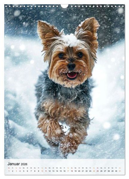 Produktbild: Yorkshire Terrier - ein Hund mit starkem Charakter (Wandkalender 2026 DIN A3 hoch), CALVENDO Monatskalender
