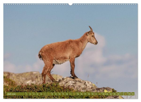 Produktbild: Steinb&ouml;cke am Niederhorn (Wandkalender 2026 DIN A2 quer), CALVENDO Monatskalender