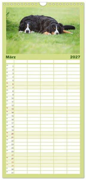 Produktbild: Familienplaner 2027 - Berner Sennenhunde mit 5 Spalten (Wandkalender, 21 x 45 cm) CALVENDO