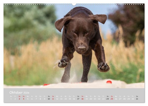 Produktbild: Liebenswerter Labrador 2026 (hochwertiger Premium Wandkalender 2026 DIN A2 quer), Kunstdruck in Hochglanz