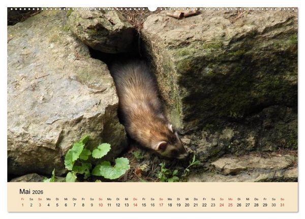 Produktbild: Frettchen und Marder. Frech, witzig, niedlich (Wandkalender 2026 DIN A2 quer), CALVENDO Monatskalender