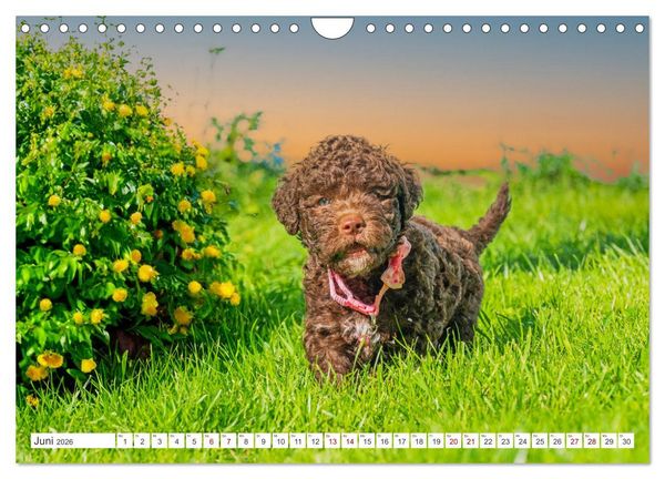 Produktbild: Lagotto Romagnolo Welpen - Sieben kleine Weltentdecker auf gro&szlig;er Fahrt (Wandkalender 2026 DIN A4 quer), CALVENDO Monatskalender
