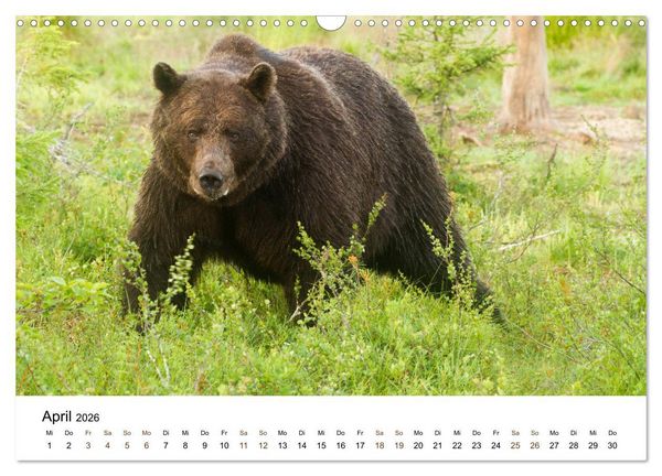 Produktbild: Finnland: eine tierische Entdeckungsreise (Wandkalender 2026 DIN A3 quer), CALVENDO Monatskalender