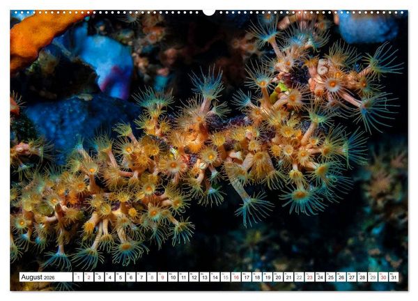 Produktbild: Tauchen im Mittelmeer (hochwertiger Premium Wandkalender 2026 DIN A2 quer), Kunstdruck in Hochglanz