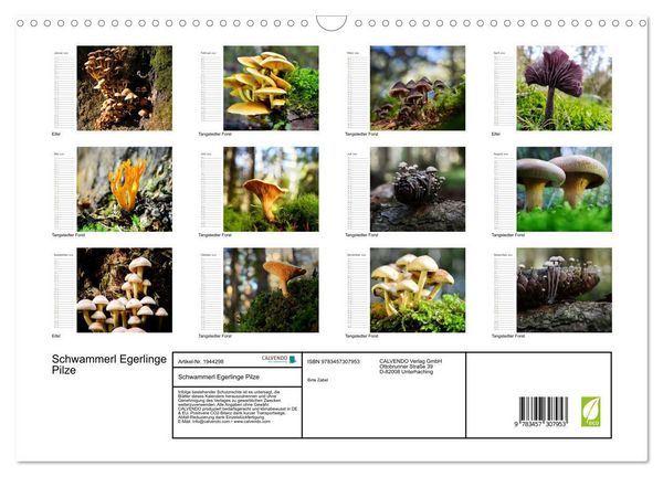 Produktbild: Schwammerl Egerlinge Pilze (Wandkalender 2026 DIN A3 quer), CALVENDO Monatskalender