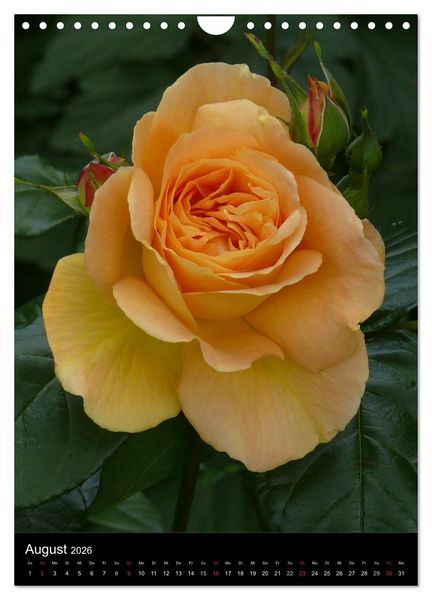 Produktbild: Zauberhafte Rosen (Wandkalender 2026 DIN A4 hoch), CALVENDO Monatskalender