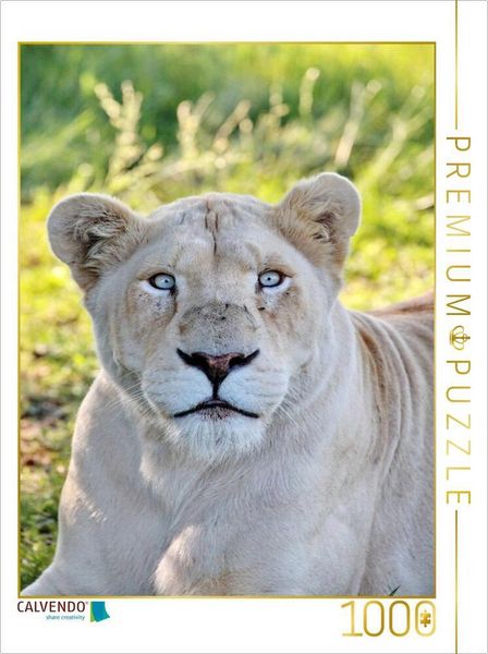 Produktbild: CALVENDO Puzzle Ein Motiv aus dem Kalender KATZEN PORTRAITS Wei&szlig;e L&ouml;wen aus Afrika | 1000 Teile Lege-Gr&ouml;&szlig;e 64 &times; 48 cm Foto-Puzzle f&uuml;r gl&uuml;ckliche Stunden