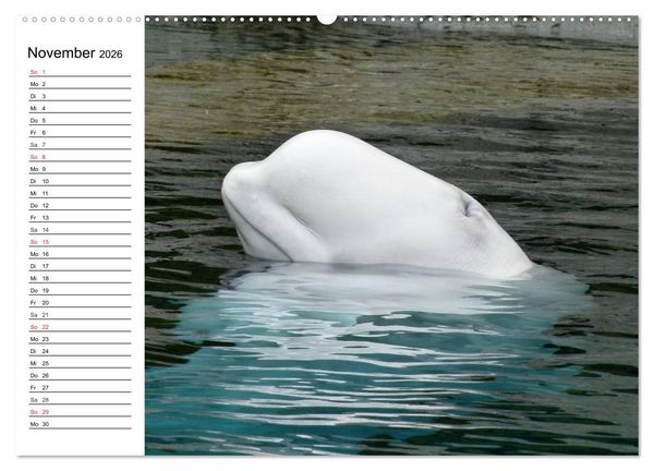 Produktbild: Wale. Kolosse der Meere (hochwertiger Premium Wandkalender 2026 DIN A2 quer), Kunstdruck in Hochglanz