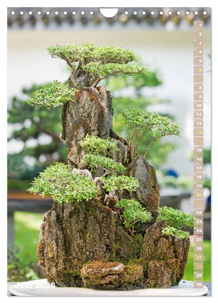 Produktbild: Bonsai: Gartenkunst im Kleinen (Wandkalender 2026 DIN A4 hoch), CALVENDO Monatskalender