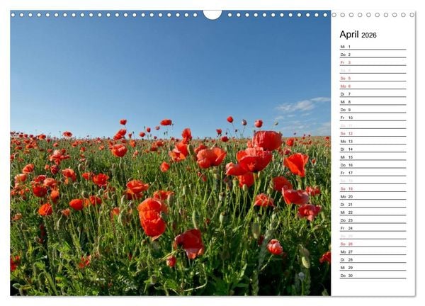 Produktbild: Ein Traum von Mohn (Wandkalender 2026 DIN A3 quer), CALVENDO Monatskalender