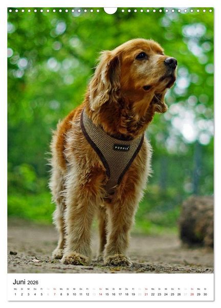 Produktbild: Hundefreunde (Wandkalender 2026 DIN A3 hoch), CALVENDO Monatskalender