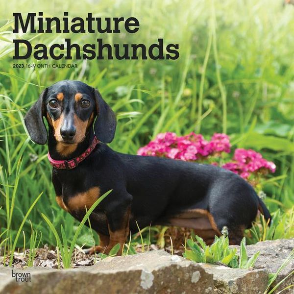 Produktbild: Dachshunds Miniature 2023 Squa