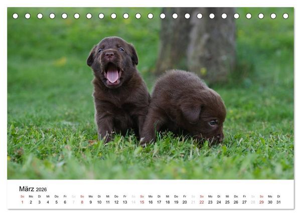 Produktbild: Labrador Welpen (Tischkalender 2026 DIN A5 quer), CALVENDO Monatskalender