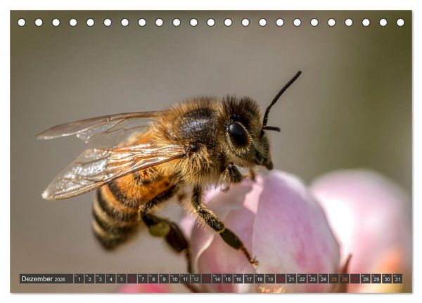 Produktbild: Sehe die Bienen (Tischkalender 2026 DIN A5 quer), CALVENDO Monatskalender