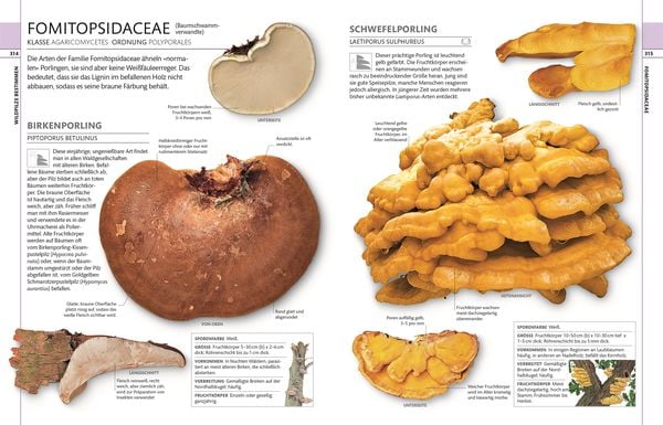Produktbild: Pilze