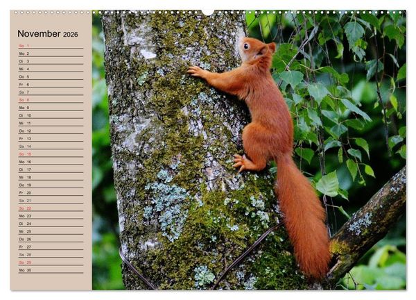 Produktbild: Eichh&ouml;rnchen. Wo sind blo&szlig; die N&uuml;sse? (hochwertiger Premium Wandkalender 2026 DIN A2 quer), Kunstdruck in Hochglanz