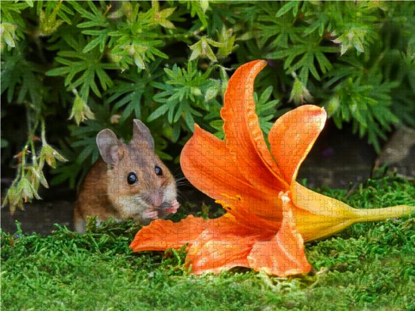 Produktbild: CALVENDO Puzzle Da k&ouml;nnte man sich bestimmt auch gut rein kuscheln! 1000 Teile Lege-Gr&ouml;&szlig;e 64 x 48 cm Foto-Puzzle Bild von Birgit Cerny