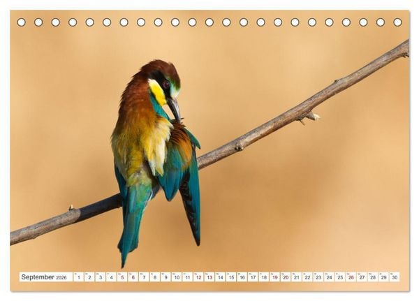 Produktbild: Bunte Flieger (Tischkalender 2026 DIN A5 quer), CALVENDO Monatskalender