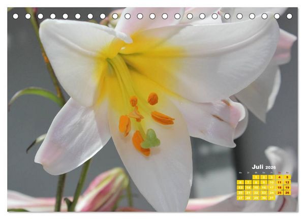 Produktbild: Lilien (Lilium) (Tischkalender 2026 DIN A5 quer), CALVENDO Monatskalender