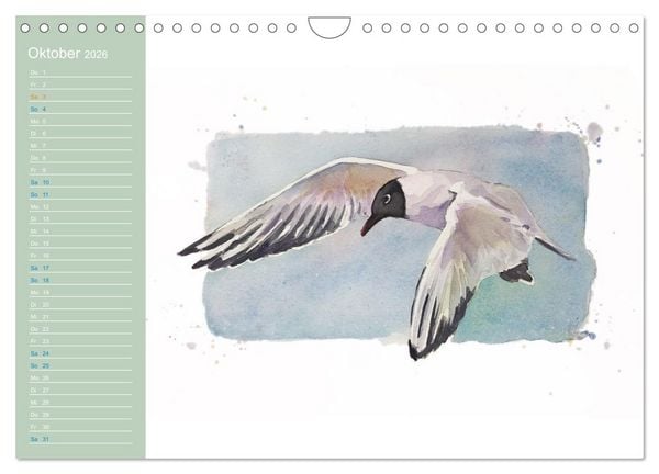 Produktbild: M&ouml;wen - Aquarelle von Julia Pasinski (Wandkalender 2026 DIN A4 quer), CALVENDO Monatskalender