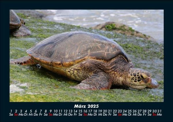 Produktbild: Schildkr&ouml;tenzauber 2025 Fotokalender DIN A5