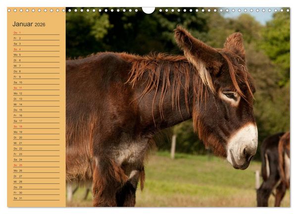 Produktbild: Gro&szlig;esel an der Loreley (Wandkalender 2026 DIN A3 quer), CALVENDO Monatskalender